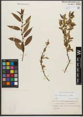 Foto von Salix triandra L.